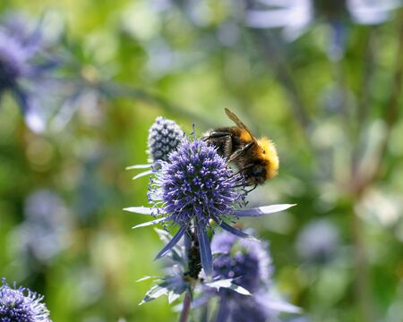 Bee on violet flowers of eryngium, macro.の写真素材