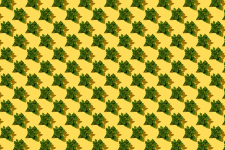 Many basil leaves on a yellow backgroundの写真素材