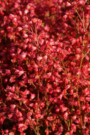 Heichera blood red, many red coral flowers