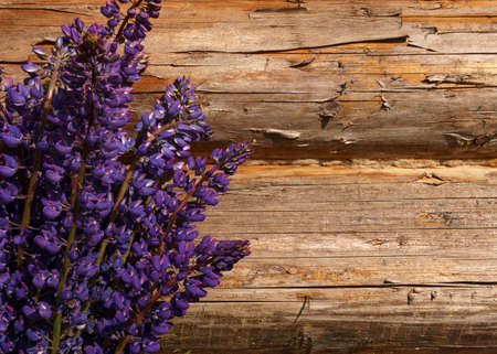 Purple flowers of lupins on a wooden backgroundの写真素材