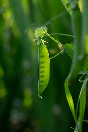 pod of a young pot on a bushの写真素材