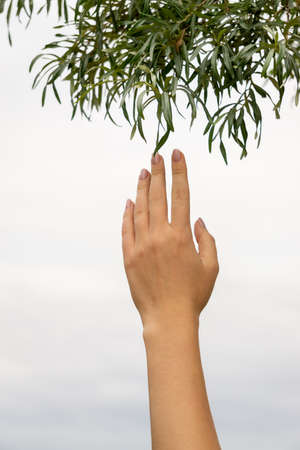 female hand touches green foliage against the skyの写真素材