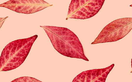 Seamless pattern of red autumn leavesの写真素材