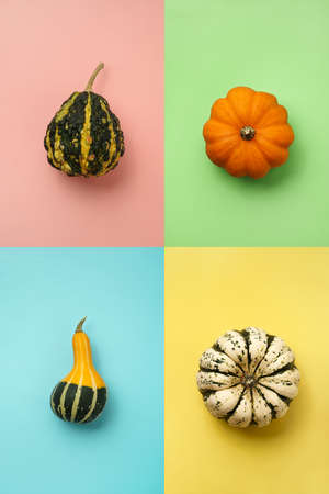 Four different small elongated pumpkins on a multicolored background. Flat lay composition, pop art style.の写真素材