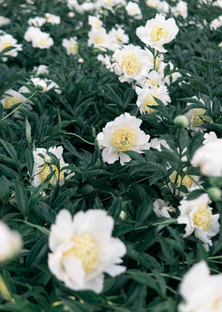 White peonies in the park, big buds
