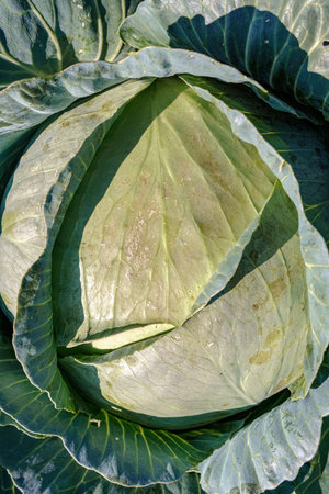 Green fresh cabbage top view close-up. Organic farming.