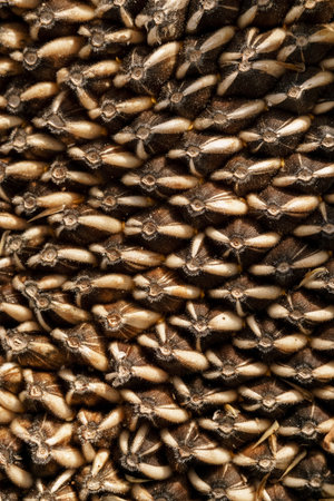 Sunflower seed, close-up, view from above. Seed background. A bountiful harvest for sunflower oil....