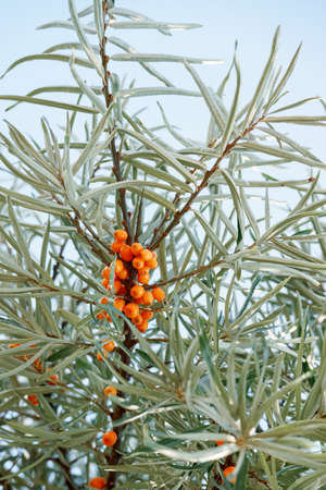 Orange berries of sea-buckthorn on a tree with green leaves. Vertical photo.の写真素材
