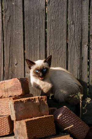 Black and white cat stands on bricks in the villageの写真素材