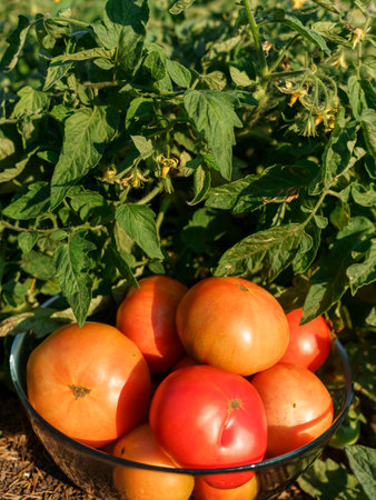 Tomatoes in a glass bowl, green leaves on the backgroundの写真素材