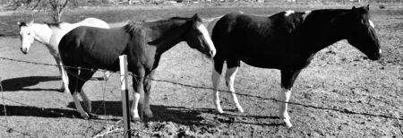 Horsesの写真素材