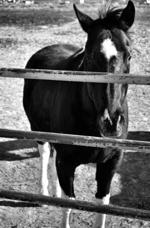 Horseの写真素材