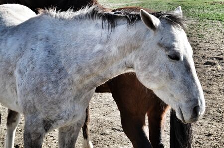 Horseの写真素材