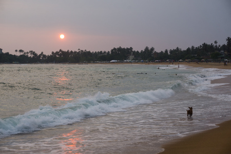 Sunset on the beach with coconut palms. Sri Lankaの写真素材