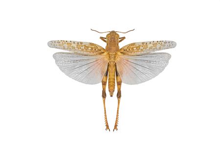 flying insect with pink wings isolated on whiteの写真素材