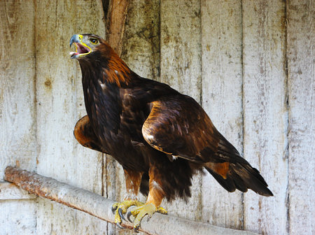 Predatory golden eagle  Aquila chrysaetos の写真素材