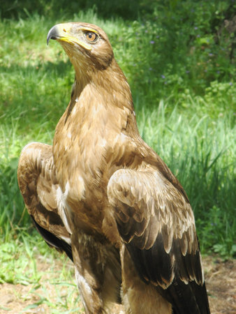 Steppe Eagle  Aquila rapax の写真素材