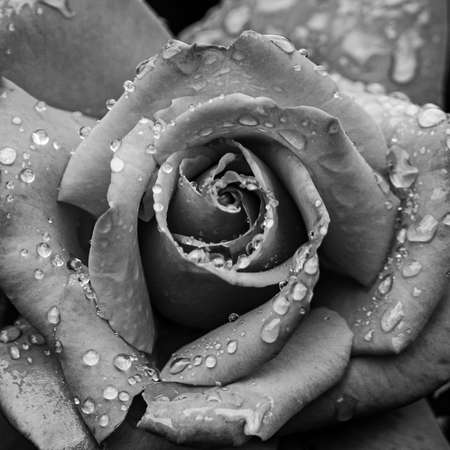 Rain Drops - Rose - Close upの写真素材