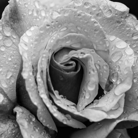 Rain Drops - Rose - Close upの写真素材