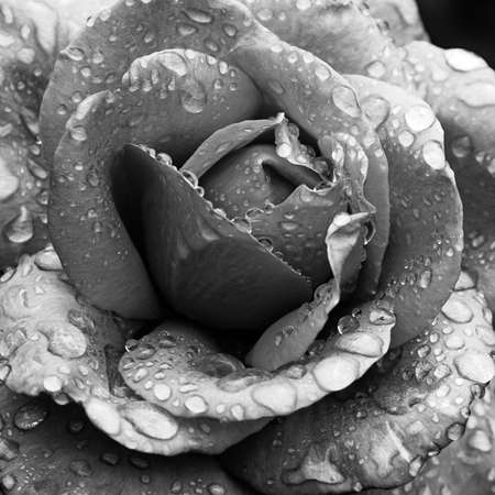Rain Drops - Rose - Close upの写真素材