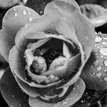 Roses and Water dropsの写真素材