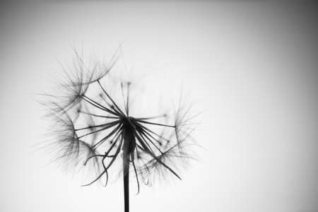 Black and white dandelion seeds on a background of the skyの写真素材