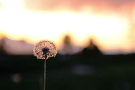 Dandelion flower on the background of the setting sun in the fieldの写真素材