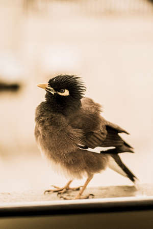 Lockdown Pics -- across the windowの写真素材