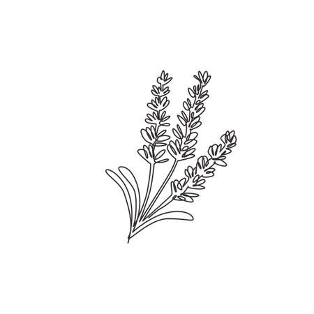 Single continuous line drawing of beauty fresh lavandula for garden logo. Printable decorative lavender flower for home wall decor art poster print. Modern one line draw design vector illustrationのイラスト素材