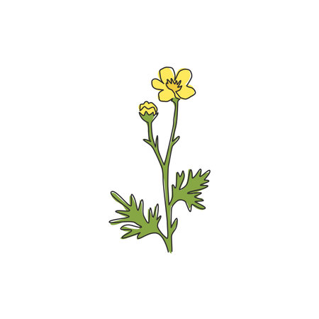 Single one line drawing of beauty fresh ranunculus for garden logo. Printable decorative buttercup flower for home decor wall art poster print. Trendy continuous line draw design vector illustrationのイラスト素材