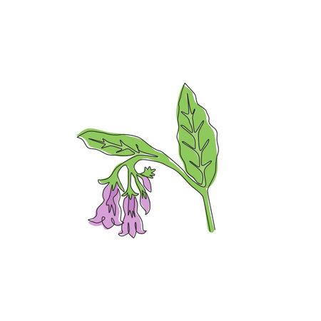 Single continuous line drawing of beauty fresh symphytum for garden logo. Decorative comfrey flower concept for floral invitation card frame. Modern one line draw design vector graphic illustrationのイラスト素材