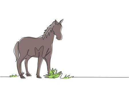 Single one line drawing of a horse standing firmly on the pasture. Successful livestock business run by professional farmers. Minimalism concept. One line draw design graphic vector illustration.のイラスト素材