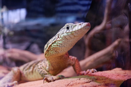 Sydney Wild Life Zooの写真素材