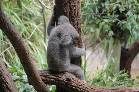 Sleeping Koala at Sydney Wilf Life Zooの写真素材