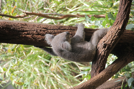 Sleeping Koala at Sydney Wilf Life Zooの写真素材