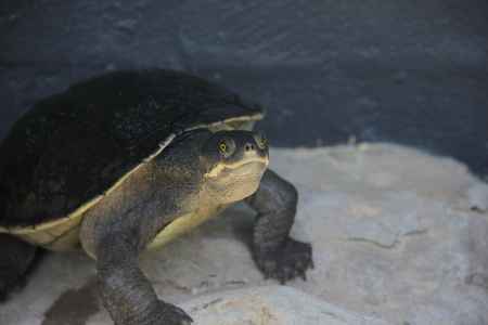 Long Neck Turtle Sydney Wild Life Zooの写真素材