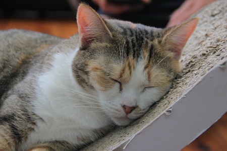 Sleeping Cat at Sydney Cat Cafe Australiaの写真素材