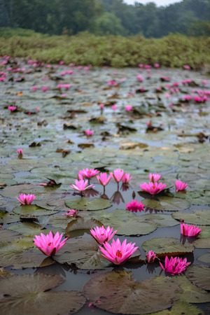 Beautiful tulip flowerの写真素材