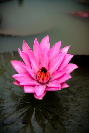 Beautiful tulip flowerの写真素材