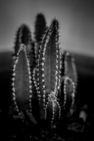Micro Photography of Cactusの写真素材