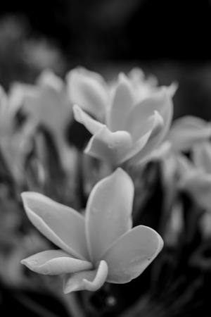 Micro Photography of Flowersの写真素材