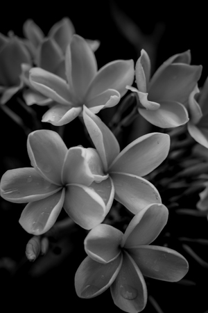 Micro Photography of  Flowersの写真素材