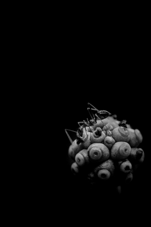 Micro Photography of Ants on a Flowerの写真素材