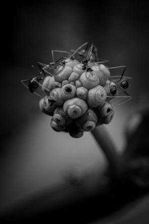 Micro Photography of Ants on a Flower