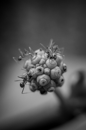 Micro Photography of Ants on a Flowerの写真素材