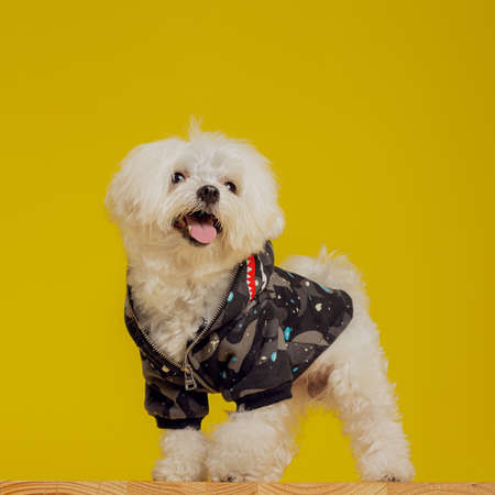 Maltese dog sitting against yellow backgroundの写真素材