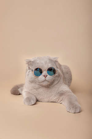 Fashionable portrait of beautiful fashionable scottish fold catの写真素材
