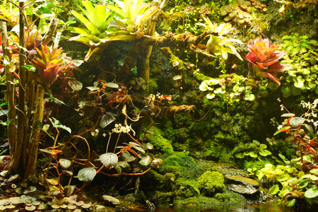 Ferns in a small pond in a botanical garden.の写真素材