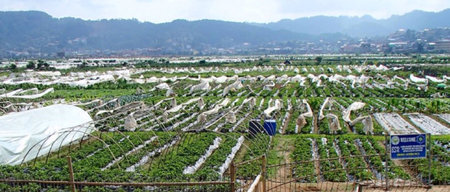 The Strawberry Farm Benguet Philippines の素材