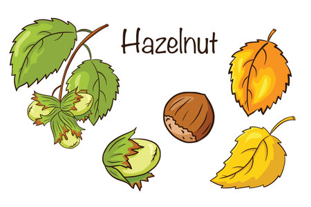 Hazelnut and Leaves Set. Collection of hand drawn hazelnut fruits and leaves. Autumn decorative elements. Vector illustration for logo, menu, prints, stickers, design and decoration. Premium Vectorのイラスト素材